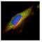 Epoxide Hydrolase 1 antibody, NBP1-33011, Novus Biologicals, Immunofluorescence image 