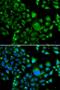 BUD23 RRNA Methyltransferase And Ribosome Maturation Factor antibody, orb373612, Biorbyt, Immunofluorescence image 