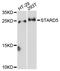 StAR Related Lipid Transfer Domain Containing 5 antibody, LS-C748920, Lifespan Biosciences, Western Blot image 