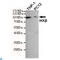 Inhibitor Of Nuclear Factor Kappa B Kinase Subunit Beta antibody, LS-C814105, Lifespan Biosciences, Western Blot image 