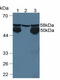 Cytochrome P450 Family 1 Subfamily A Member 2 antibody, LS-C373117, Lifespan Biosciences, Western Blot image 