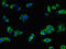 Melanotransferrin antibody, CSB-PA013754LA01HU, Cusabio, Immunofluorescence image 