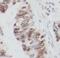 THAP domain-containing protein 1 antibody, FNab08658, FineTest, Immunohistochemistry frozen image 