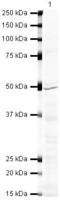 FOXP3 antibody, MA5-14664, Invitrogen Antibodies, Western Blot image 