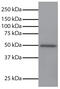 Glycogen Synthase Kinase 3 Alpha antibody, 99-740, ProSci, Western Blot image 
