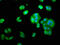 Tyrosine 3-Monooxygenase/Tryptophan 5-Monooxygenase Activation Protein Epsilon antibody, LS-C370574, Lifespan Biosciences, Immunofluorescence image 