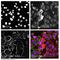 Notch Receptor 3 antibody, ab23426, Abcam, Immunocytochemistry image 