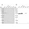 Glutaminyl-tRNA synthase-like protein 1 antibody, PA5-56200, Invitrogen Antibodies, Western Blot image 