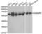 Heterogeneous Nuclear Ribonucleoprotein K antibody, LS-C331644, Lifespan Biosciences, Western Blot image 