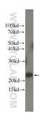 Interleukin 18 antibody, 60070-1-Ig, Proteintech Group, Western Blot image 