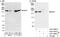 Early Endosome Antigen 1 antibody, A301-898A, Bethyl Labs, Western Blot image 