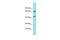 Family With Sequence Similarity 83 Member A antibody, PA5-46441, Invitrogen Antibodies, Western Blot image 