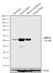 LIM Homeobox Transcription Factor 1 Alpha antibody, 710980, Invitrogen Antibodies, Western Blot image 
