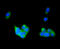 RAB4A, Member RAS Oncogene Family antibody, STJ112987, St John