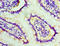 Stress Induced Phosphoprotein 1 antibody, A54796-100, Epigentek, Immunohistochemistry paraffin image 
