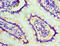 Stress-induced-phosphoprotein 1 antibody, A54796-100, Epigentek, Immunohistochemistry paraffin image 