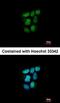 Small heterodimer partner antibody, orb73635, Biorbyt, Immunocytochemistry image 