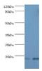 Fibroblast Growth Factor 1 antibody, LS-C375723, Lifespan Biosciences, Western Blot image 