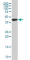 Upstream Transcription Factor 2, C-Fos Interacting antibody, H00007392-M03, Novus Biologicals, Western Blot image 