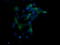 Mitogen-Activated Protein Kinase 13 antibody, LS-C174551, Lifespan Biosciences, Immunofluorescence image 