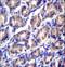 Outer Dense Fiber Of Sperm Tails 2 Like antibody, LS-C163105, Lifespan Biosciences, Immunohistochemistry frozen image 