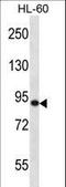 SP140 Nuclear Body Protein antibody, LS-C161409, Lifespan Biosciences, Western Blot image 