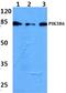 Phosphoinositide-3-Kinase Regulatory Subunit 6 antibody, PA5-37198, Invitrogen Antibodies, Western Blot image 