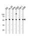 YY1 Transcription Factor antibody, PA5-12205, Invitrogen Antibodies, Western Blot image 