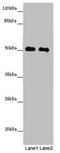 Microspherule Protein 1 antibody, LS-C678597, Lifespan Biosciences, Western Blot image 
