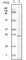 S100 Calcium Binding Protein A1 antibody, abx011492, Abbexa, Western Blot image 