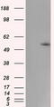 Cytochrome P450 Family 1 Subfamily A Member 2 antibody, CF501172, Origene, Western Blot image 