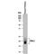 Follicle Stimulating Hormone Subunit Beta antibody, MAB4310, R&D Systems, Western Blot image 