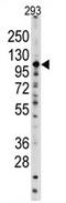 Spalt Like Transcription Factor 4 antibody, AP11501PU-N, Origene, Western Blot image 