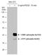 CAMP Responsive Element Binding Protein 1 antibody, GTX130379, GeneTex, Western Blot image 