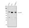 Protein Tyrosine Phosphatase Non-Receptor Type 6 antibody, A00938-3, Boster Biological Technology, Enzyme Linked Immunosorbent Assay image 