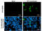 Pancreatic Polypeptide antibody, GTX128056, GeneTex, Immunofluorescence image 