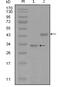 S-Phase Kinase Associated Protein 2 antibody, MA5-15470, Invitrogen Antibodies, Western Blot image 