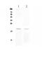 TNF Receptor Superfamily Member 17 antibody, PA5-80150, Invitrogen Antibodies, Western Blot image 