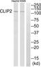 CAP-Gly domain-containing linker protein 2 antibody, abx014301, Abbexa, Western Blot image 