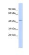 Lysosomal acid phosphatase antibody, orb330402, Biorbyt, Western Blot image 