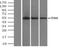 Tubulin Alpha 8 antibody, NBP2-02474, Novus Biologicals, Immunoprecipitation image 