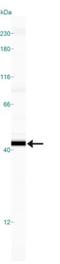 Caspase 7 antibody, NB500-206, Novus Biologicals, Western Blot image 