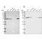 Drebrin Like antibody, NBP1-91988, Novus Biologicals, Western Blot image 