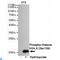 H2A Histone Family Member X antibody, LS-C813960, Lifespan Biosciences, Western Blot image 