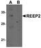 Receptor Accessory Protein 2 antibody, A11618, Boster Biological Technology, Western Blot image 