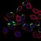 Neuronal Cell Adhesion Molecule antibody, GTX60770, GeneTex, Immunocytochemistry image 
