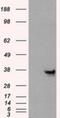 Annexin A10 antibody, NBP2-02282, Novus Biologicals, Western Blot image 