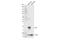 Lymphocyte Antigen 6 Family Member K antibody, 15224S, Cell Signaling Technology, Western Blot image 