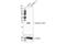 Presenilin 1 antibody, 87146S, Cell Signaling Technology, Western Blot image 