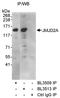 Lysine Demethylase 4A antibody, A300-860A, Bethyl Labs, Immunoprecipitation image 